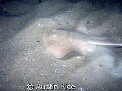 Stingray on the prowl. by Austin Rice 